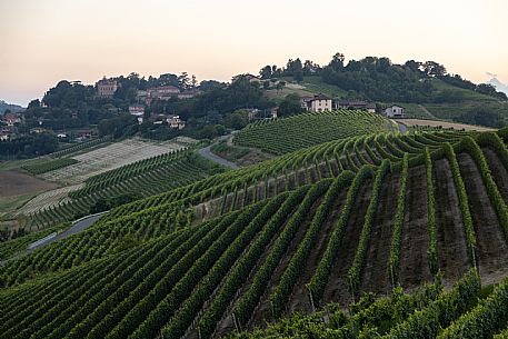 Monferrato Landscape Vineyards